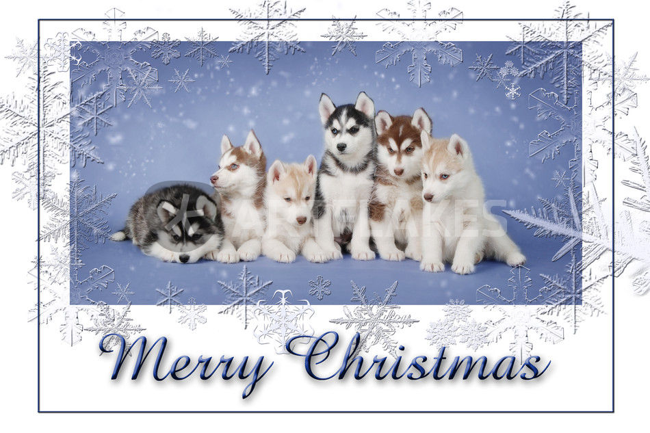 &quot;Husky Christmas card &quot; Fotografie als Poster und Kunstdruck von Waldek