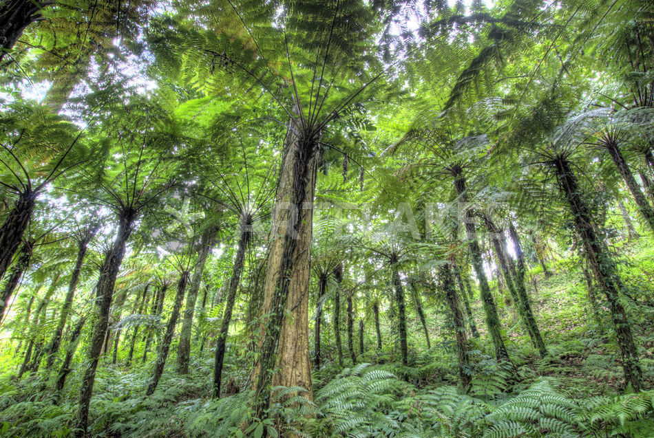  Indonesia Bali  View of vegetation  in Bali  Botanical 